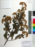 中文名:鯽魚膽(S147509)學名:Pluchea indica (L.) Less.(S147509)中文別名:闊苞菊英文名:Indian pluchea