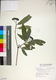 中文名:薄葉玉心花(S147609)學名:Tarenna gracilipes (Hayata) Ohwi(S147609)英文名:Thin-leaf Tarenna