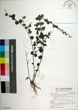 中文名:南臺灣黃岑(S148180)學名:Scutellaria austrotaiwanensis T. H. Hsieh & T. C. Huang(S148180)中文別名:南台灣黃芩拉丁同物異名:Scutellaria austrotaiwanensis Hsieh & Huang