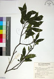 中文名:薄葉玉心花(S148353)學名:Tarenna gracilipes (Hayata) Ohwi(S148353)英文名:Thin-leaf Tarenna