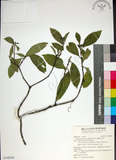 中文名:薄葉玉心花(S148508)學名:Tarenna gracilipes (Hayata) Ohwi(S148508)英文名:Thin-leaf Tarenna