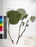 中文名:黃槿(S148568)學名:Hibiscus tiliaceus L.(S148568)英文名:Linden Hibiscus