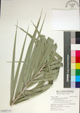中文名:臺灣海棗(S148927)學名:Phoenix hanceana Naudin(S148927)中文別名:台灣海棗英文名:Formosan date Palm
