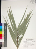 中文名:臺灣海棗(S148928)學名:Phoenix hanceana Naudin(S148928)中文別名:台灣海棗英文名:Formosan date Palm
