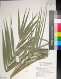 中文名:臺灣海棗(S148929)學名:Phoenix hanceana Naudin(S148929)中文別名:台灣海棗英文名:Formosan date Palm