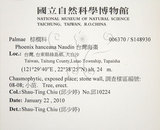 中文名:臺灣海棗(S148930)學名:Phoenix hanceana Naudin(S148930)中文別名:台灣海棗英文名:Formosan date Palm