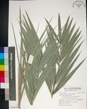 中文名:臺灣海棗(S148930)學名:Phoenix hanceana Naudin(S148930)中文別名:台灣海棗英文名:Formosan date Palm