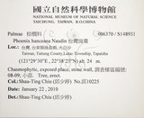 中文名:臺灣海棗(S148931)學名:Phoenix hanceana Naudin(S148931)中文別名:台灣海棗英文名:Formosan date Palm