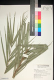 中文名:臺灣海棗(S148931)學名:Phoenix hanceana Naudin(S148931)中文別名:台灣海棗英文名:Formosan date Palm