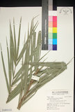 中文名:臺灣海棗(S148931)學名:Phoenix hanceana Naudin(S148931)中文別名:台灣海棗英文名:Formosan date Palm