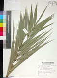 中文名:臺灣海棗(S148932)學名:Phoenix hanceana Naudin(S148932)中文別名:台灣海棗英文名:Formosan date Palm