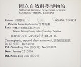 中文名:臺灣海棗(S148933)學名:Phoenix hanceana Naudin(S148933)中文別名:台灣海棗英文名:Formosan date Palm