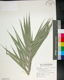 中文名:臺灣海棗(S148933)學名:Phoenix hanceana Naudin(S148933)中文別名:台灣海棗英文名:Formosan date Palm