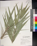 中文名:臺灣海棗(S148934)學名:Phoenix hanceana Naudin(S148934)中文別名:台灣海棗英文名:Formosan date Palm