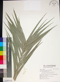 中文名:臺灣海棗(S148935)學名:Phoenix hanceana Naudin(S148935)中文別名:台灣海棗英文名:Formosan date Palm