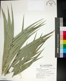 中文名:臺灣海棗(S148936)學名:Phoenix hanceana Naudin(S148936)中文別名:台灣海棗英文名:Formosan date Palm