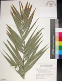 中文名:臺灣海棗(S148937)學名:Phoenix hanceana Naudin(S148937)中文別名:台灣海棗英文名:Formosan date Palm
