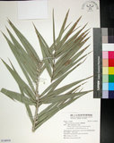 中文名:臺灣海棗(S148938)學名:Phoenix hanceana Naudin(S148938)中文別名:台灣海棗英文名:Formosan date Palm