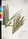 中文名:臺灣海棗(S148939)學名:Phoenix hanceana Naudin(S148939)中文別名:台灣海棗英文名:Formosan date Palm