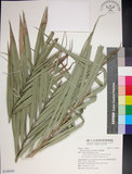中文名:臺灣海棗(S148940)學名:Phoenix hanceana Naudin(S148940)中文別名:台灣海棗英文名:Formosan date Palm