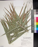 中文名:臺灣海棗(S148941)學名:Phoenix hanceana Naudin(S148941)中文別名:台灣海棗英文名:Formosan date Palm