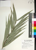中文名:臺灣海棗(S148942)學名:Phoenix hanceana Naudin(S148942)中文別名:台灣海棗英文名:Formosan date Palm
