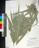 中文名:臺灣海棗(S148943)學名:Phoenix hanceana Naudin(S148943)中文別名:台灣海棗英文名:Formosan date Palm