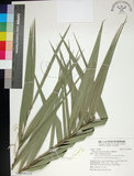 中文名:臺灣海棗(S148944)學名:Phoenix hanceana Naudin(S148944)中文別名:台灣海棗英文名:Formosan date Palm