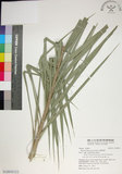中文名:臺灣海棗(S148945)學名:Phoenix hanceana Naudin(S148945)中文別名:台灣海棗英文名:Formosan date Palm