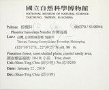 中文名:臺灣海棗(S148946)學名:Phoenix hanceana Naudin(S148946)中文別名:台灣海棗英文名:Formosan date Palm