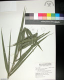 中文名:臺灣海棗(S148946)學名:Phoenix hanceana Naudin(S148946)中文別名:台灣海棗英文名:Formosan date Palm
