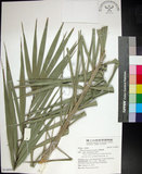 中文名:臺灣海棗(S148947)學名:Phoenix hanceana Naudin(S148947)中文別名:台灣海棗英文名:Formosan date Palm