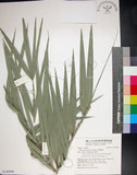 中文名:臺灣海棗(S148948)學名:Phoenix hanceana Naudin(S148948)中文別名:台灣海棗英文名:Formosan date Palm