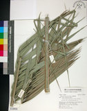 中文名:臺灣海棗(S148949)學名:Phoenix hanceana Naudin(S148949)中文別名:台灣海棗英文名:Formosan date Palm