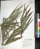 中文名:臺灣海棗(S148951)學名:Phoenix hanceana Naudin(S148951)中文別名:台灣海棗英文名:Formosan date Palm