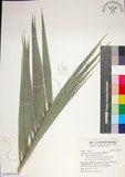 中文名:臺灣海棗(S148953)學名:Phoenix hanceana Naudin(S148953)中文別名:台灣海棗英文名:Formosan date Palm