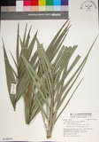 中文名:臺灣海棗(S148954)學名:Phoenix hanceana Naudin(S148954)中文別名:台灣海棗英文名:Formosan date Palm