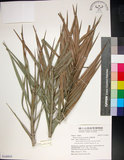 中文名:臺灣海棗(S148955)學名:Phoenix hanceana Naudin(S148955)中文別名:台灣海棗英文名:Formosan date Palm