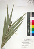 中文名:臺灣海棗(S148956)學名:Phoenix hanceana Naudin(S148956)中文別名:台灣海棗英文名:Formosan date Palm