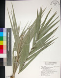 中文名:臺灣海棗(S148956)學名:Phoenix hanceana Naudin(S148956)中文別名:台灣海棗英文名:Formosan date Palm