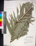 中文名:臺灣海棗(S148957)學名:Phoenix hanceana Naudin(S148957)中文別名:台灣海棗英文名:Formosan date Palm