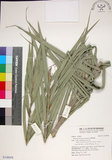 中文名:臺灣海棗(S148958)學名:Phoenix hanceana Naudin(S148958)中文別名:台灣海棗英文名:Formosan date Palm