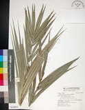 中文名:臺灣海棗(S148959)學名:Phoenix hanceana Naudin(S148959)中文別名:台灣海棗英文名:Formosan date Palm