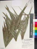 中文名:臺灣海棗(S148960)學名:Phoenix hanceana Naudin(S148960)中文別名:台灣海棗英文名:Formosan date Palm
