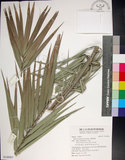中文名:臺灣海棗(S148961)學名:Phoenix hanceana Naudin(S148961)中文別名:台灣海棗英文名:Formosan date Palm