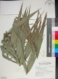 中文名:臺灣海棗(S148964)學名:Phoenix hanceana Naudin(S148964)中文別名:台灣海棗英文名:Formosan date Palm