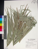 中文名:臺灣海棗(S148965)學名:Phoenix hanceana Naudin(S148965)中文別名:台灣海棗英文名:Formosan date Palm