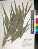 中文名:臺灣海棗(S148966)學名:Phoenix hanceana Naudin(S148966)中文別名:台灣海棗英文名:Formosan date Palm