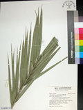 中文名:臺灣海棗(S148967)學名:Phoenix hanceana Naudin(S148967)中文別名:台灣海棗英文名:Formosan date Palm