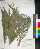 中文名:臺灣海棗(S148969)學名:Phoenix hanceana Naudin(S148969)中文別名:台灣海棗英文名:Formosan date Palm